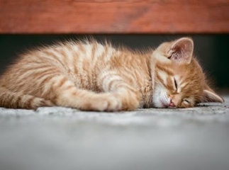 Allergies alimentaires chat